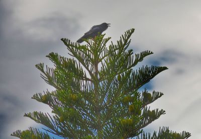 Low angle view of bird perching on tree