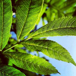 Close-up of fresh green leaf