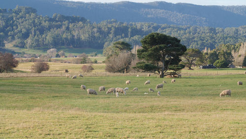 Flock of sheep grazing in a field