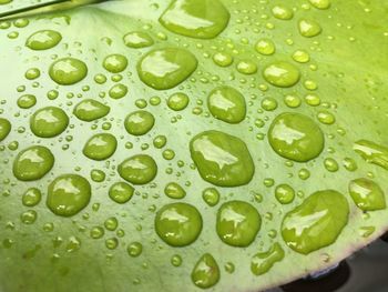 Full frame shot of water drops on leaf