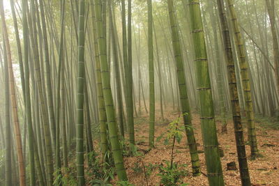 Bamboo trees in forest