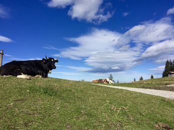 Cows on field against sky