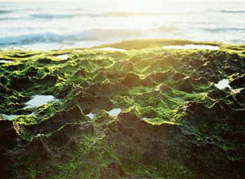 Close-up of moss on rocks