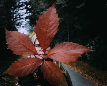 Close-up of maple leaves on plant during autumn