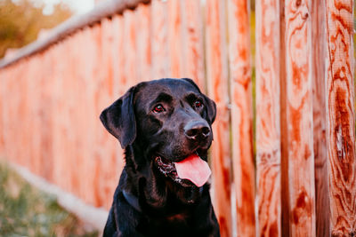 Side view of dog looking away sitting outdoors