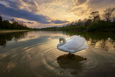 Swan swimming in lake during sunset