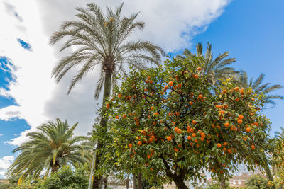 Low angle view of palm trees against sky