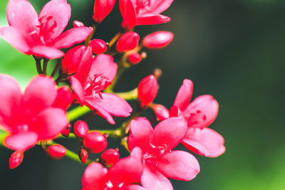 Close-up of flowers blooming outdoors