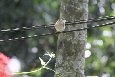 Low angle view of bird perching on cable