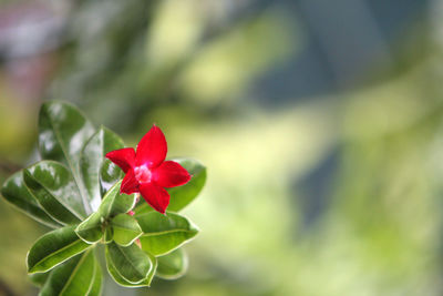 Close-up of red rose flower