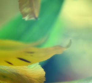 Close-up of yellow flower