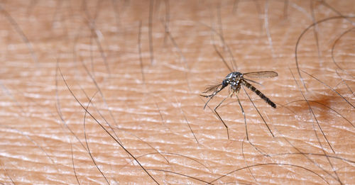 Close-up of spider