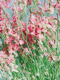 Low angle view of pink flowers on tree