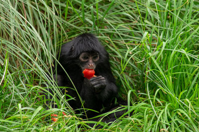 Monkey sitting on grass