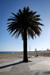 Palm trees on beach against clear sky