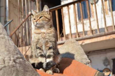 Portrait of a cat