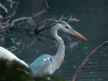 Side view of a heron in lake