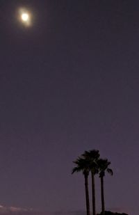 Low angle view of palm trees against sky at night