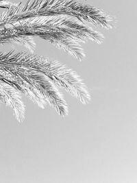 Low angle view of tree against clear sky