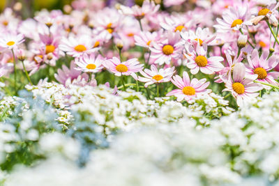 Close-up of flowering plants on field