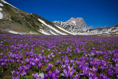 Purple flowering plants by mountains against blue sky