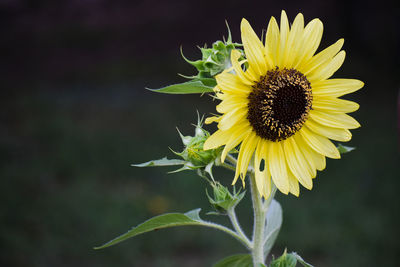 Close-up of sunflower