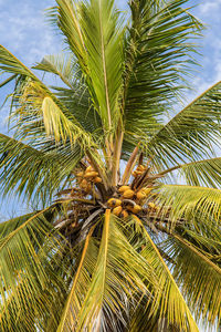 Low angle view of palm tree against sky