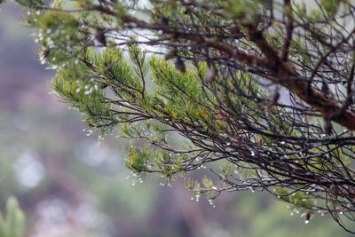 Close-up of tree branch