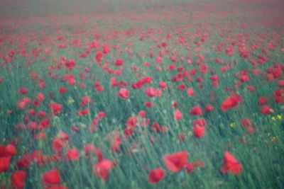 Close-up of red flowers blooming in field