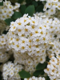 Close-up of white flowering plant