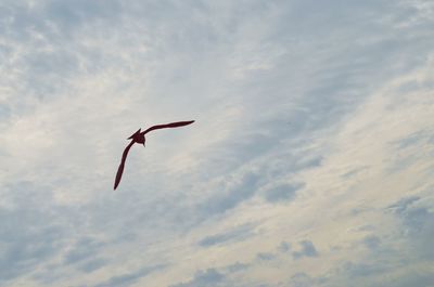 Low angle view of bird flying against sky