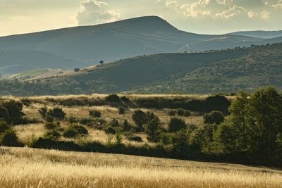 Scenic view of field against sky