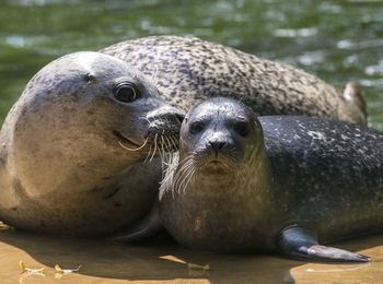 Close-up portrait of duck