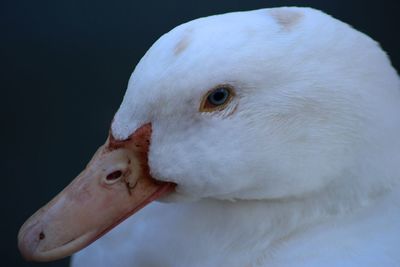 Close-up of swan