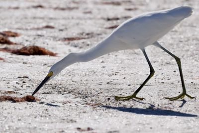 Close-up of a bird on sand