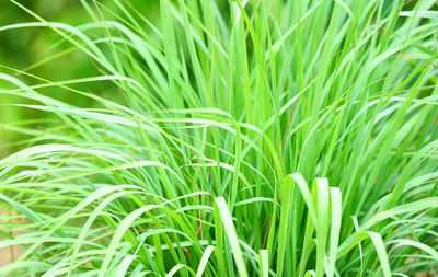 Full frame shot of crops growing on field