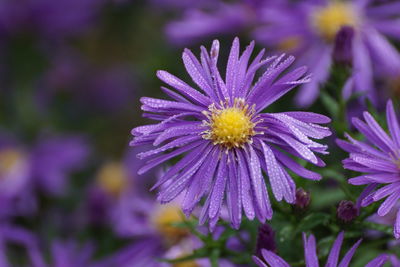Close-up of dew on purple flowering plant