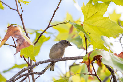 Low angle view of bird perching on tree against sky