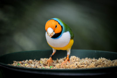 Close-up of bird perching in food bowl