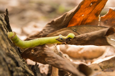 Close-up of lizard on branch