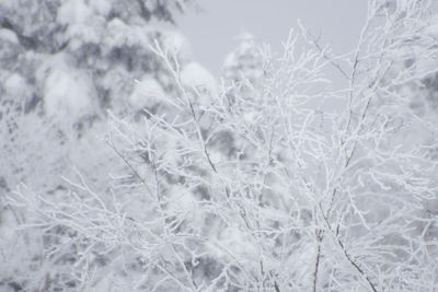 Close-up of frozen plants