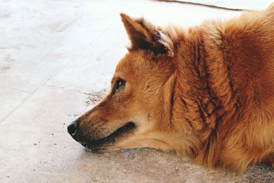 Close-up of a dog lying down