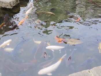 High angle view of koi carps swimming in lake