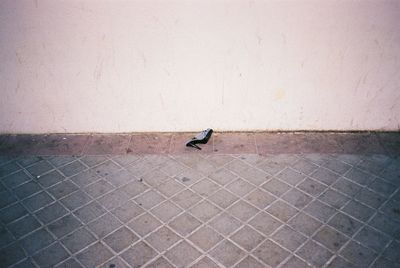 Bird on cobblestone