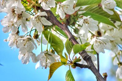 Low angle view of blooming tree against sky