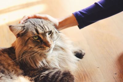 Cropped hand touching cat at home