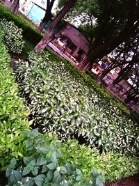 High angle view of flowering plants in garden