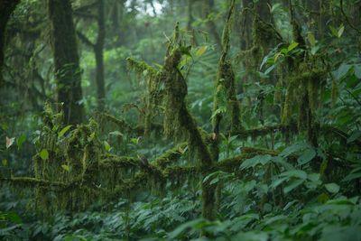 Full frame shot of bamboo trees in forest