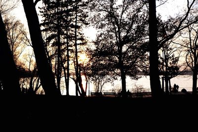 Silhouette of trees at sunset