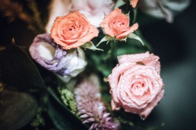 Close-up of wet roses blooming outdoors